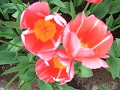 Keukenhof